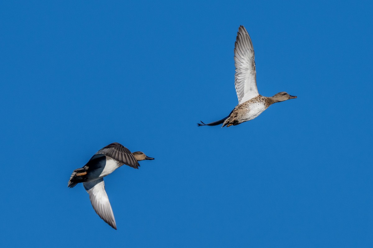 Gadwall - ML643423806