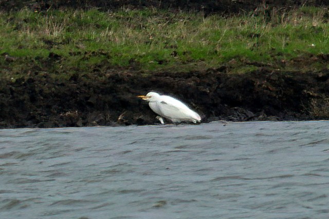 Western Cattle-Egret - ML643423812