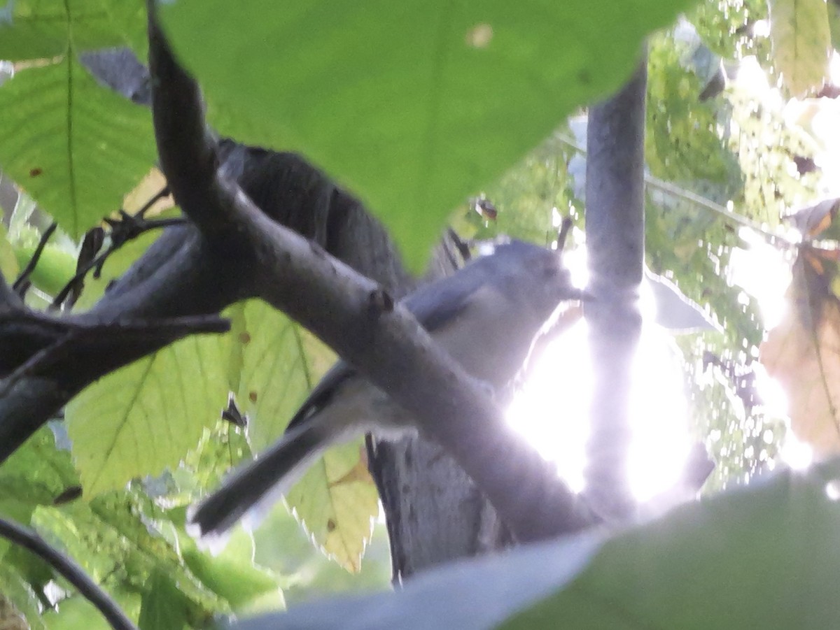 Tufted Titmouse - ML643423821