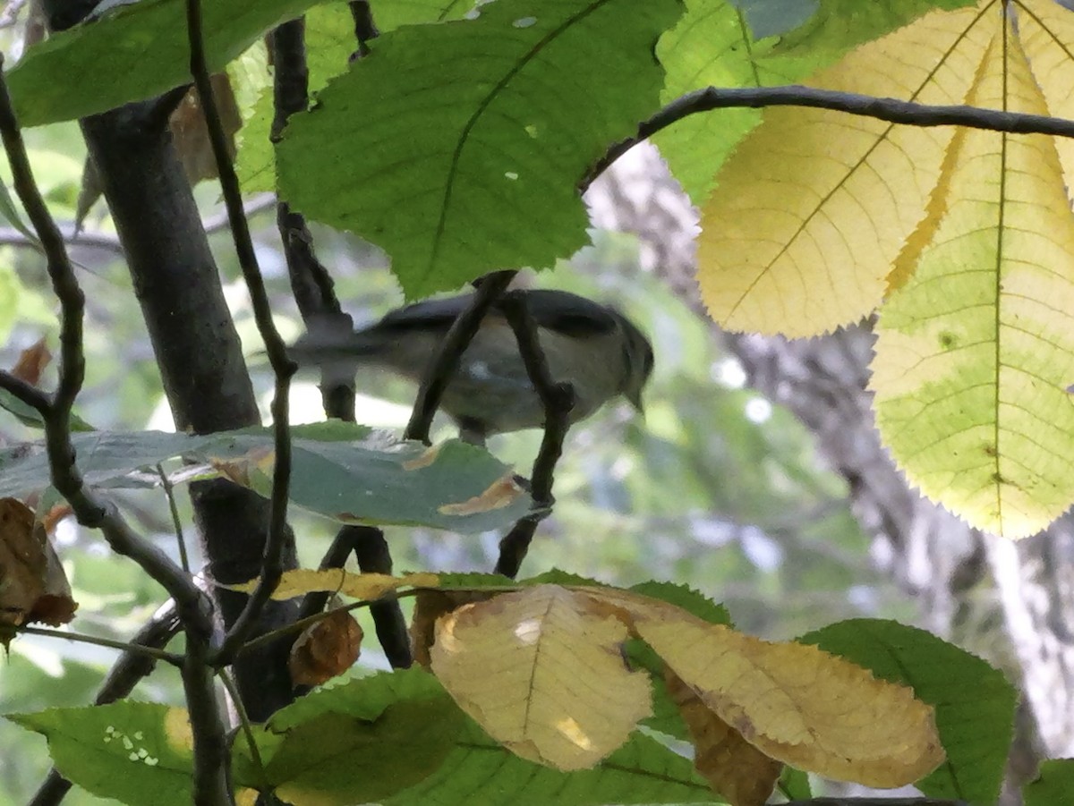 Tufted Titmouse - ML643423822