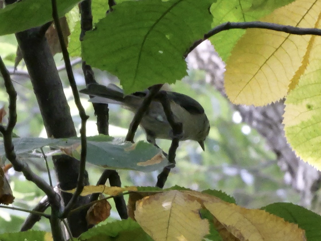 Tufted Titmouse - ML643423823