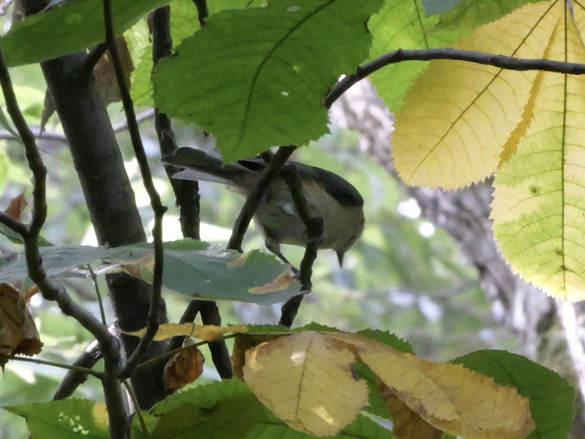 Tufted Titmouse - ML643423824