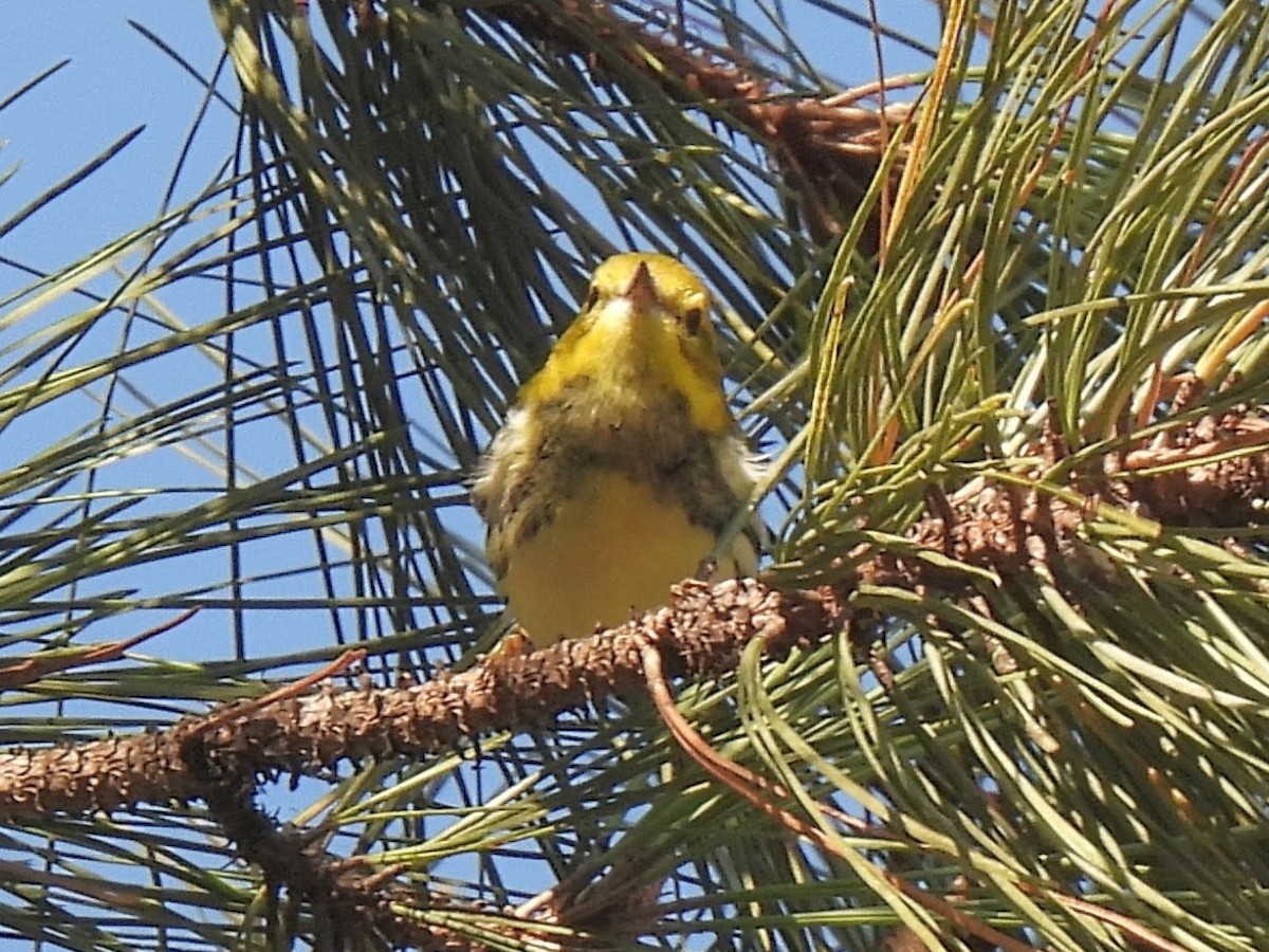Black-throated Green Warbler - ML643423864
