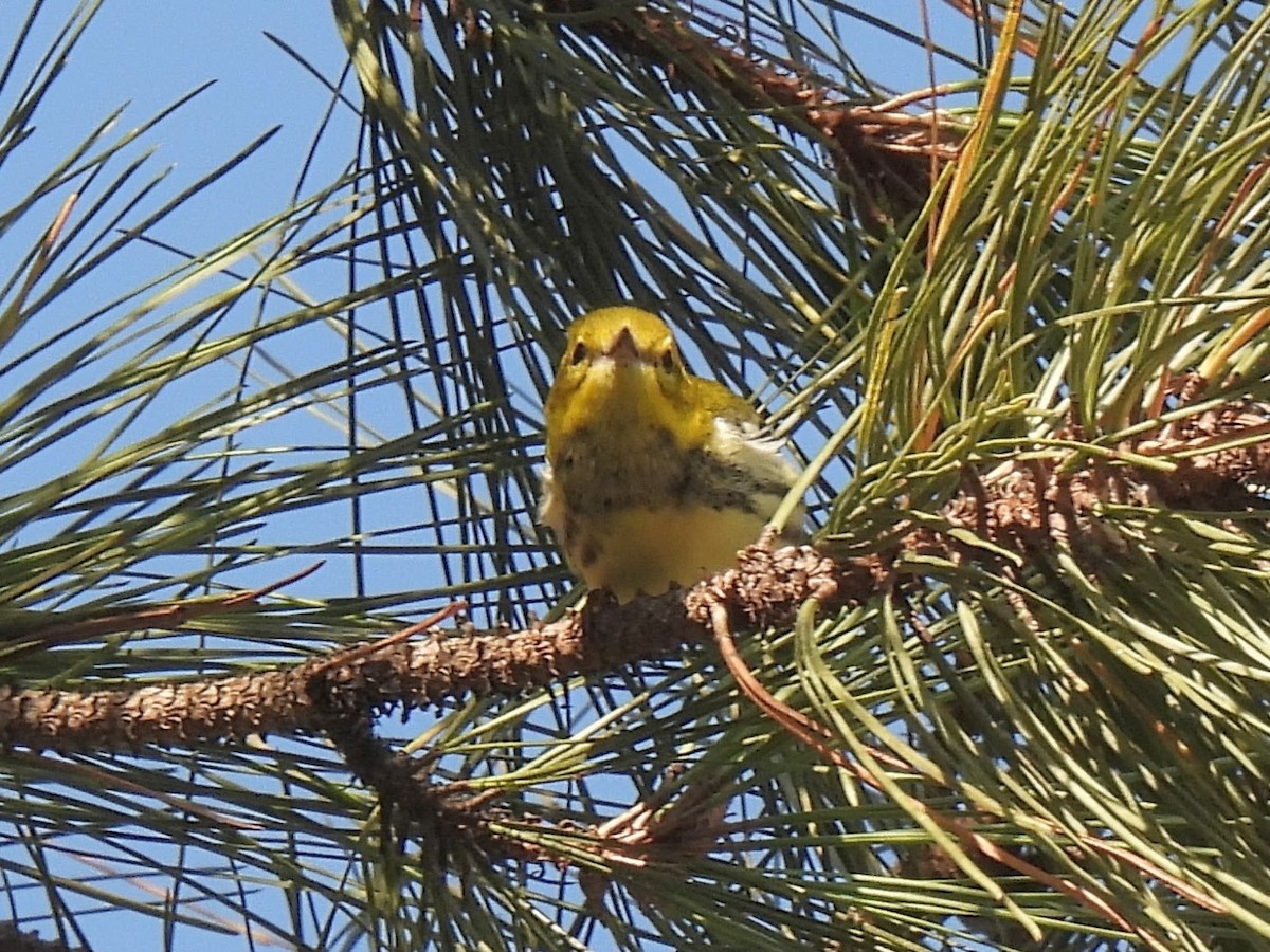 Black-throated Green Warbler - ML643423867