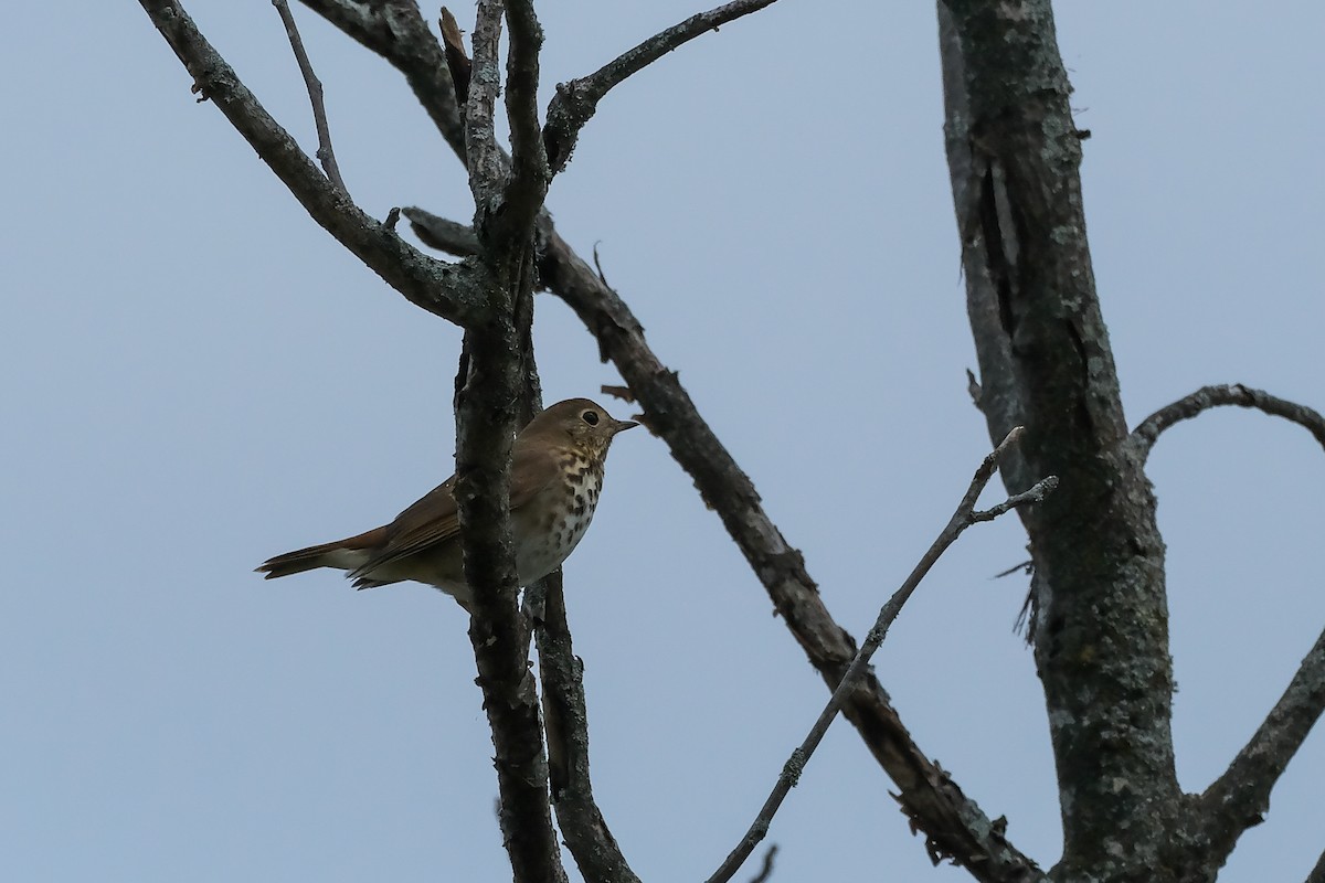 Hermit Thrush - ML643423876