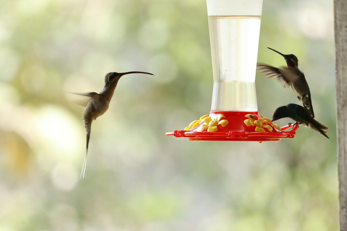Great-billed Hermit (Amazonian) - ML643423881