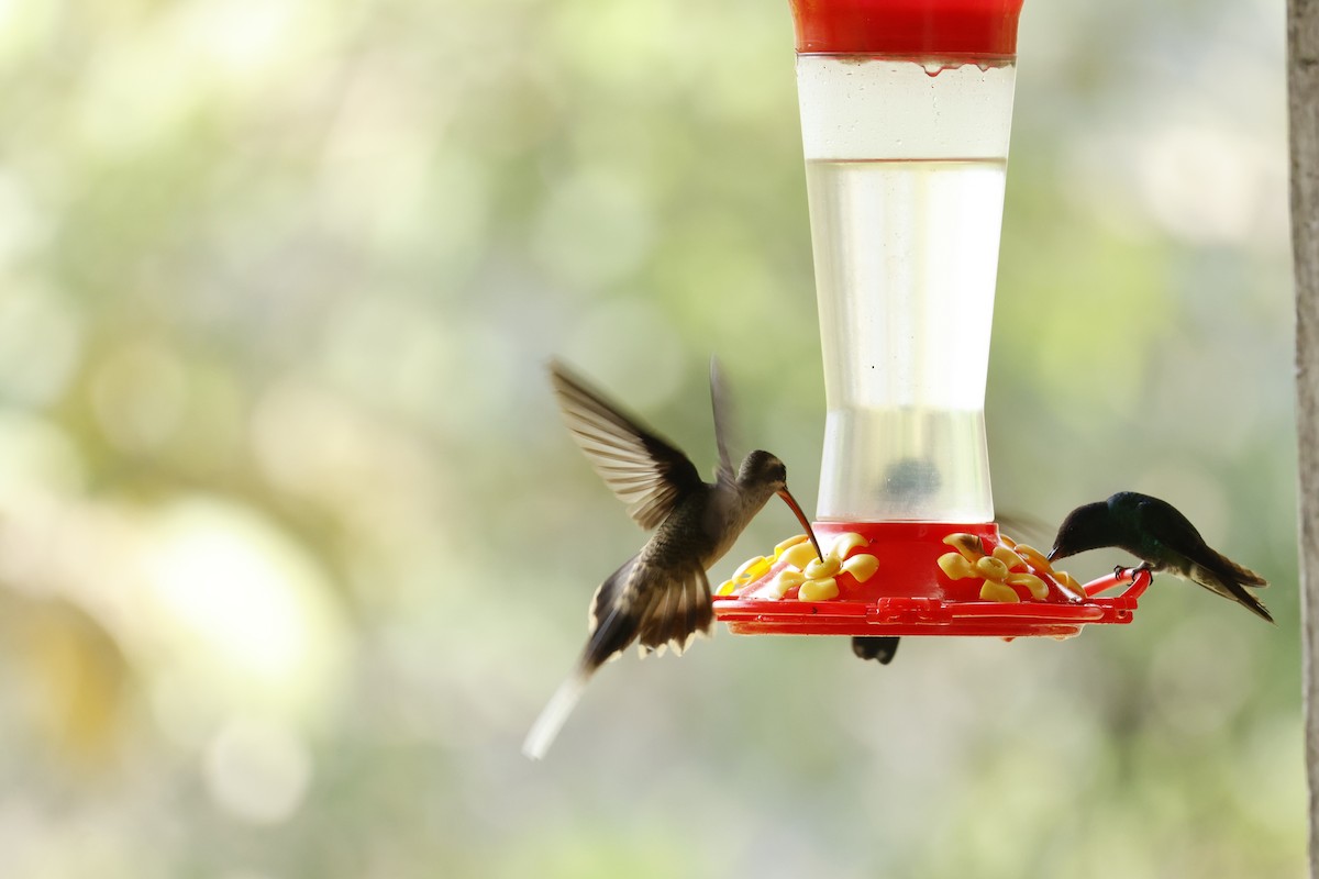 Great-billed Hermit (Amazonian) - ML643423882