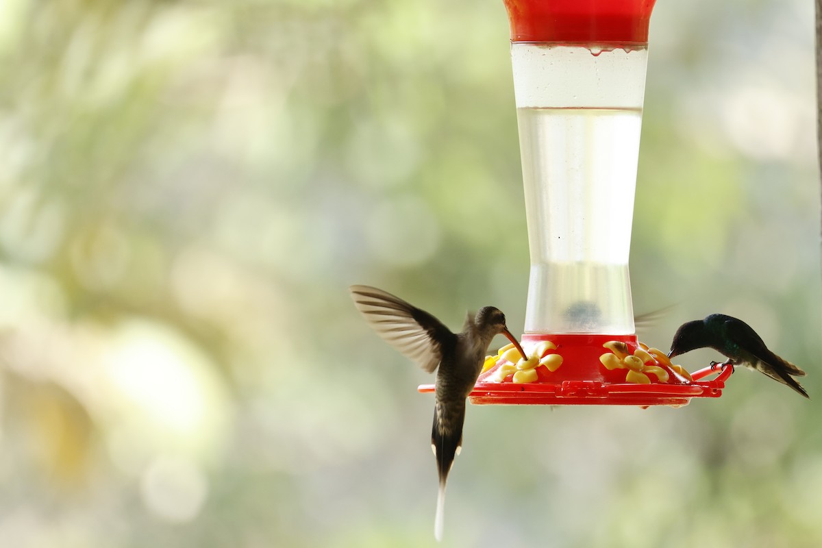 Great-billed Hermit (Amazonian) - ML643423883
