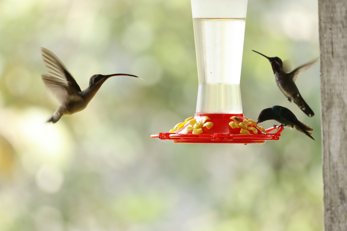 Great-billed Hermit (Amazonian) - ML643423884