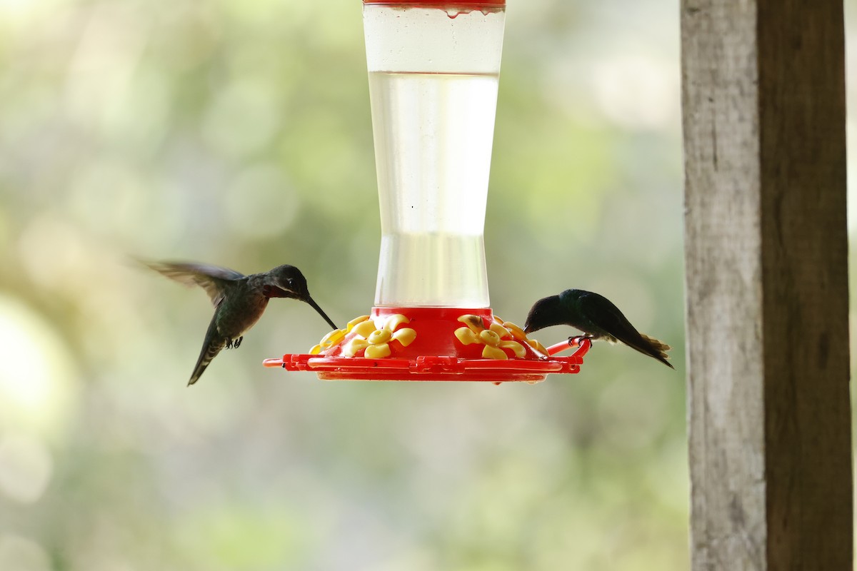 Long-billed Starthroat - ML643423889