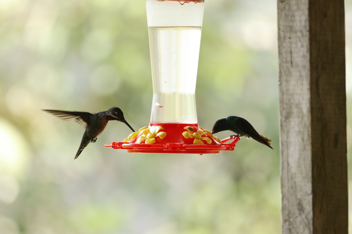 Long-billed Starthroat - ML643423890