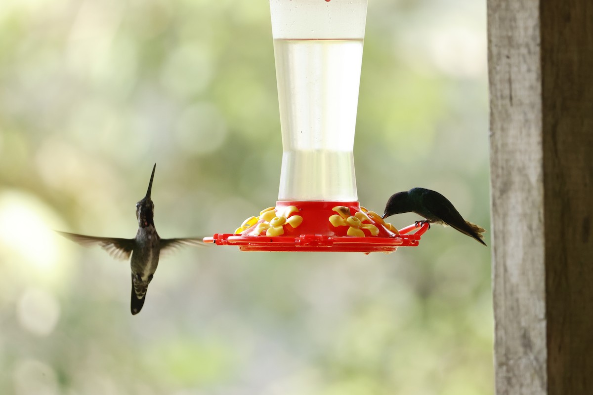 Long-billed Starthroat - ML643423891