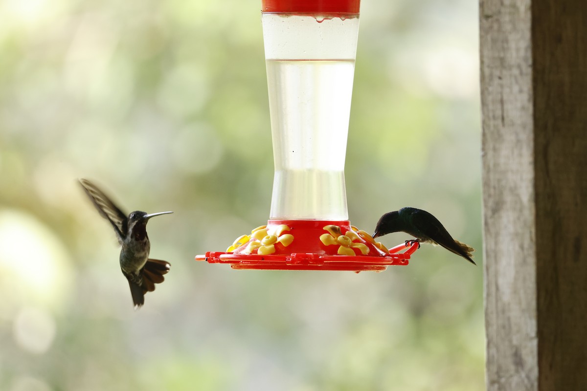 Long-billed Starthroat - ML643423892