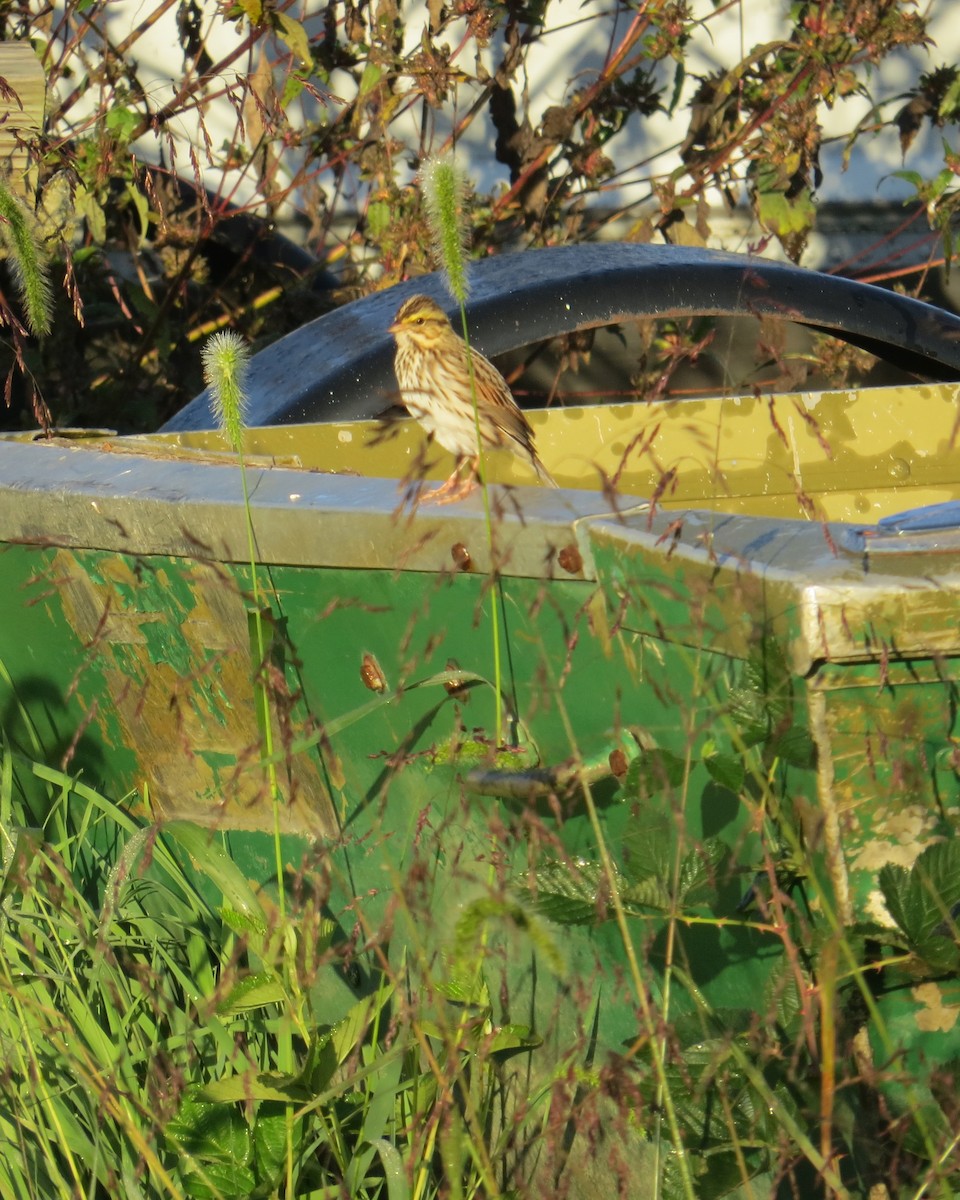 Savannah Sparrow - ML643423897