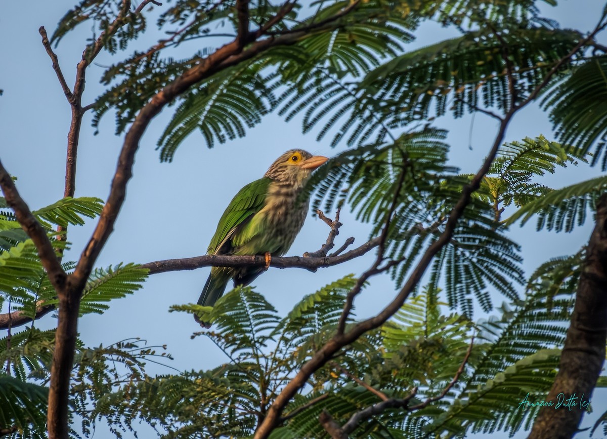 Lineated Barbet - ML643423908