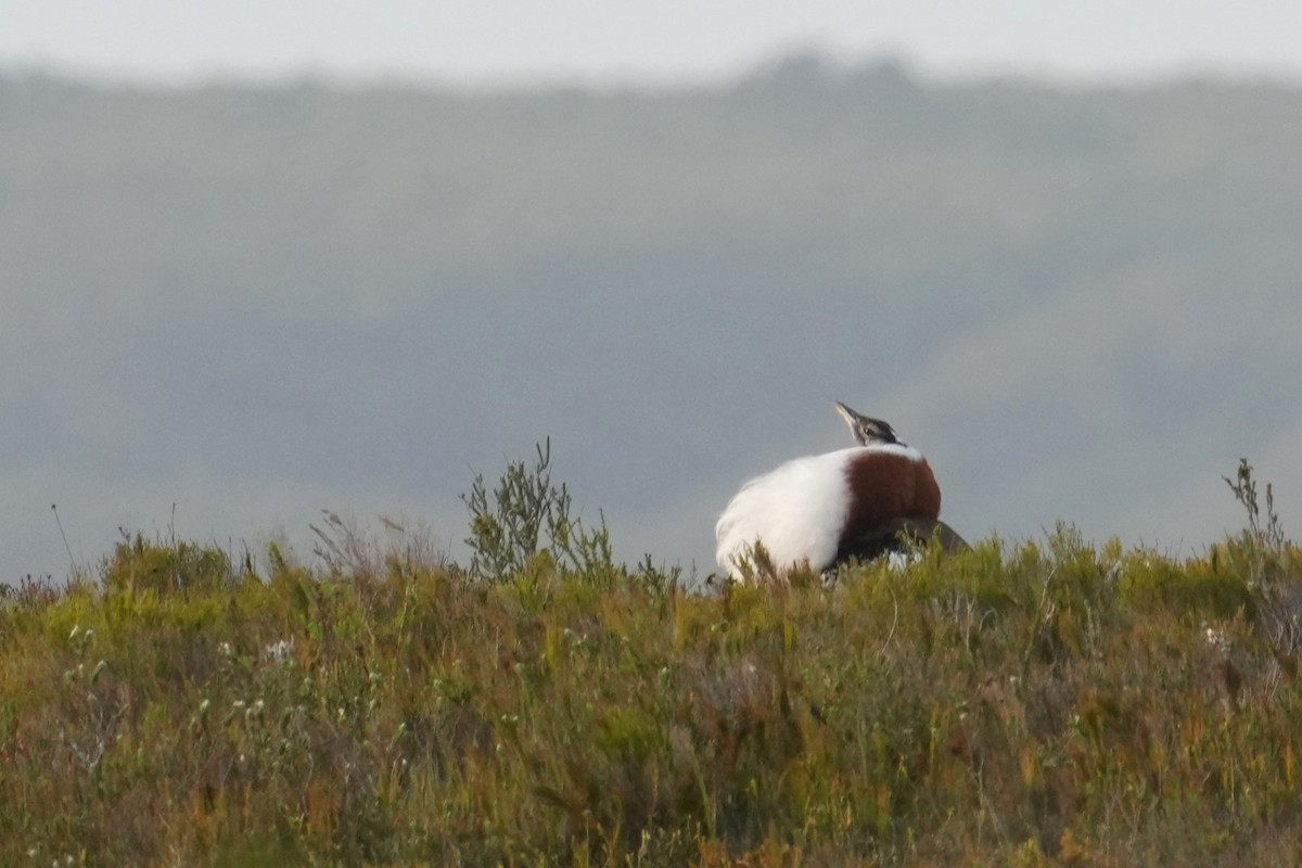 Denham's Bustard (Stanley's) - ML643423910