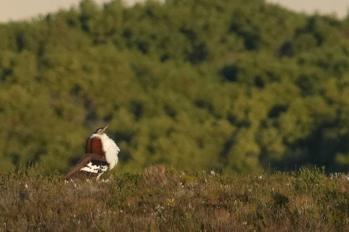 Denham's Bustard (Stanley's) - ML643423911