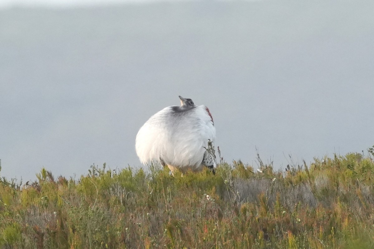 Denham's Bustard (Stanley's) - ML643423912