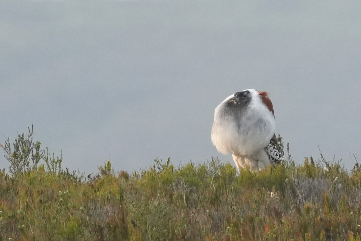 Denham's Bustard (Stanley's) - ML643423913