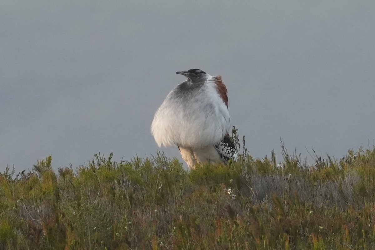 Denham's Bustard (Stanley's) - ML643423914