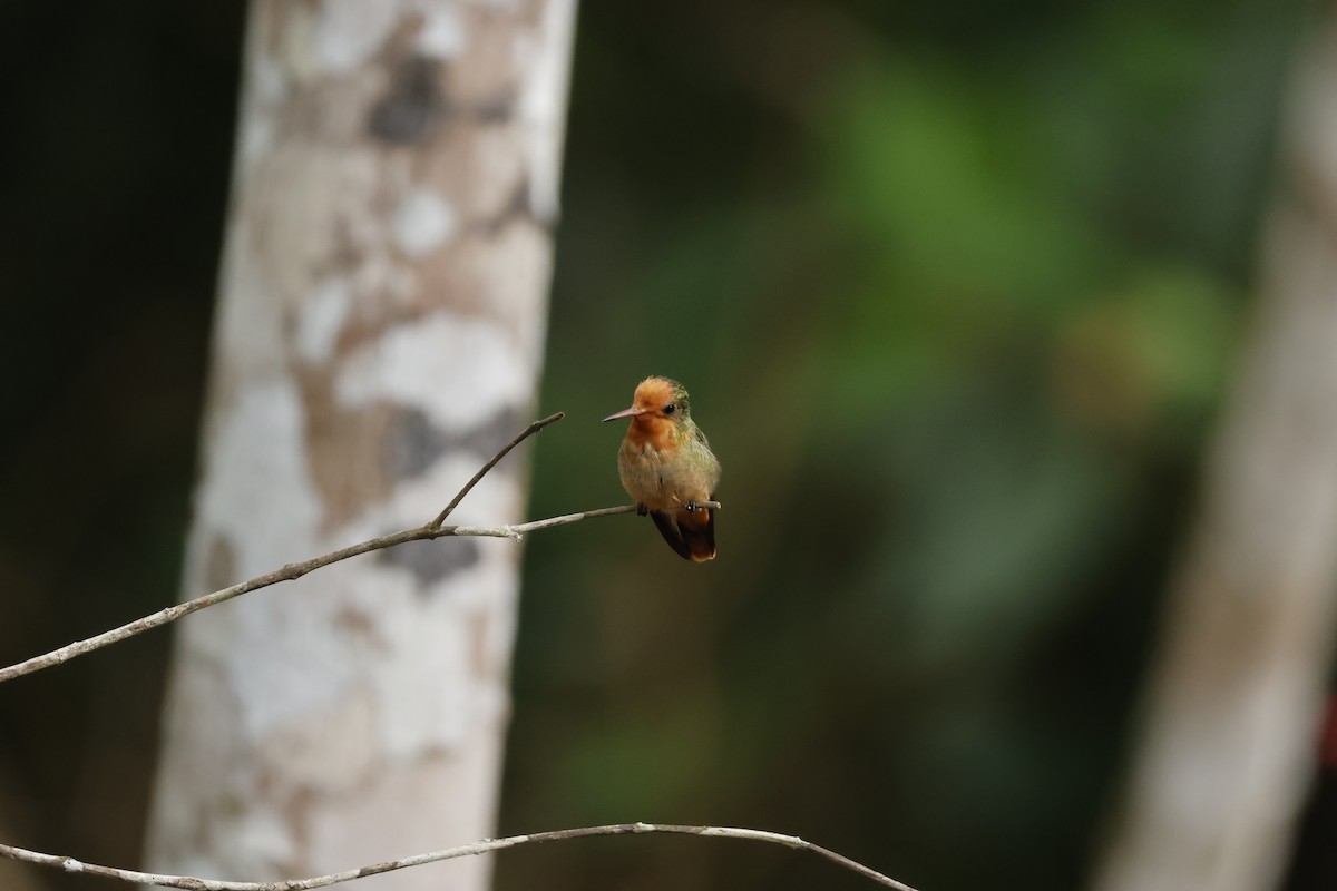 Rufous-crested Coquette - ML643423915