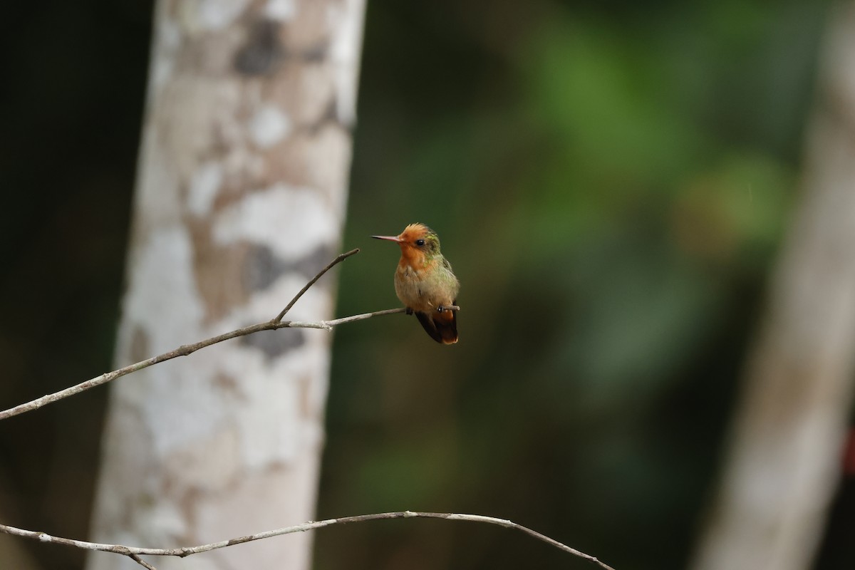 Rufous-crested Coquette - ML643423916