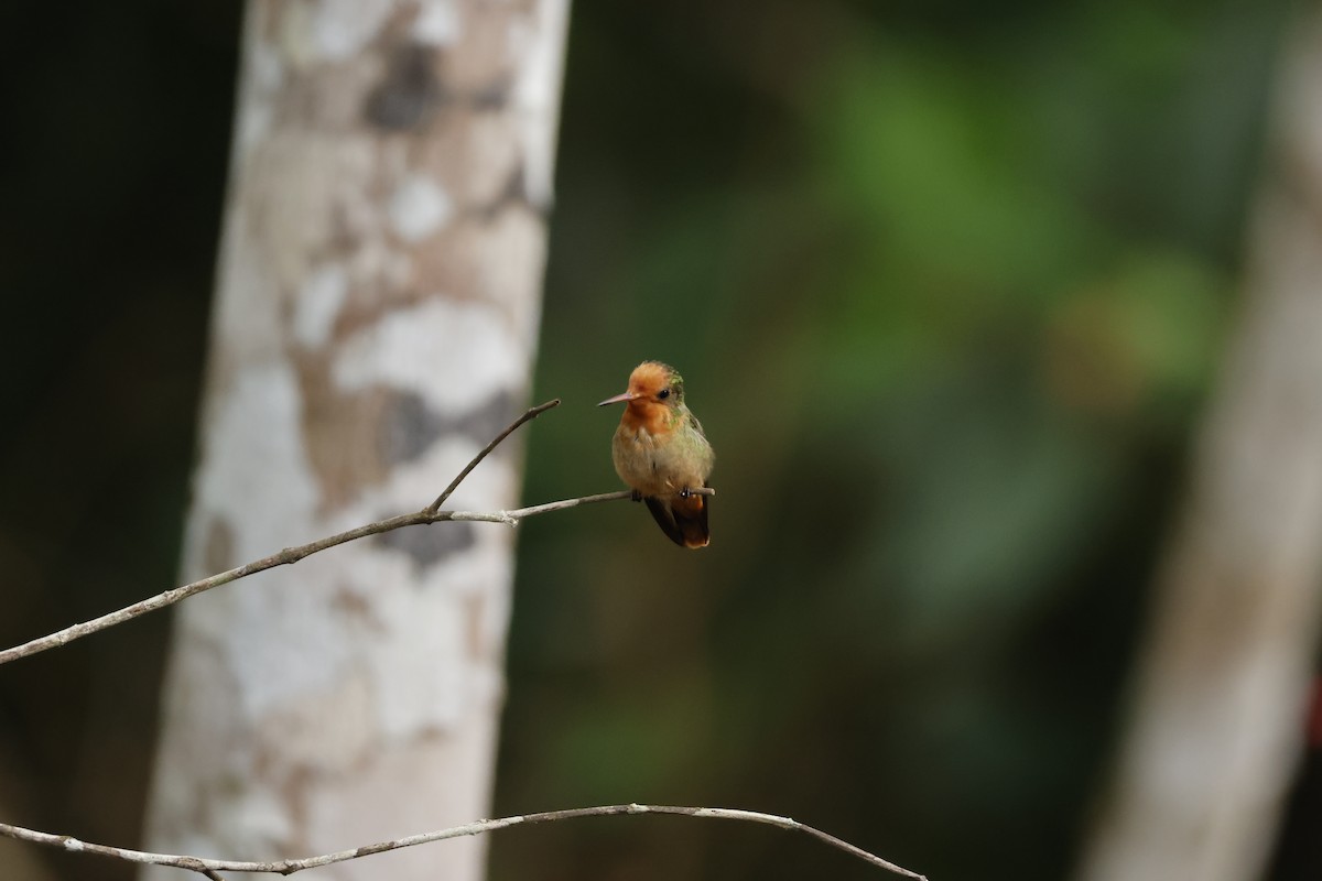 Rufous-crested Coquette - ML643423917