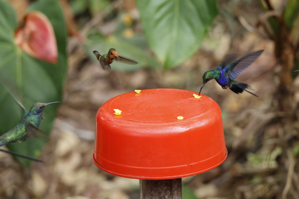 Rufous-crested Coquette - ML643423918