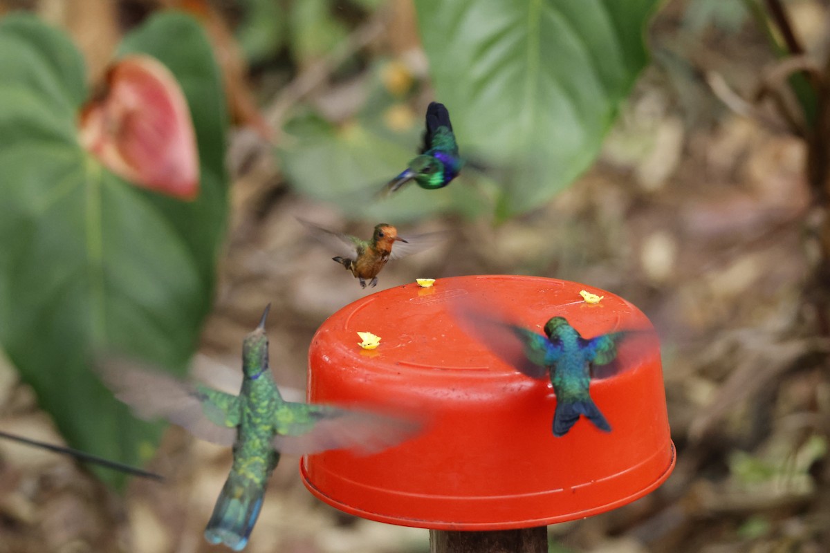 Rufous-crested Coquette - ML643423919