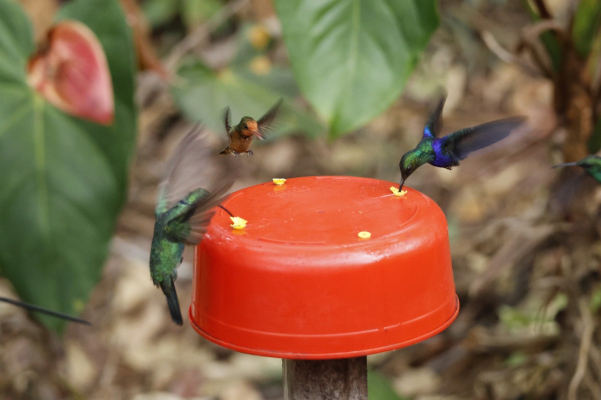 Rufous-crested Coquette - ML643423920