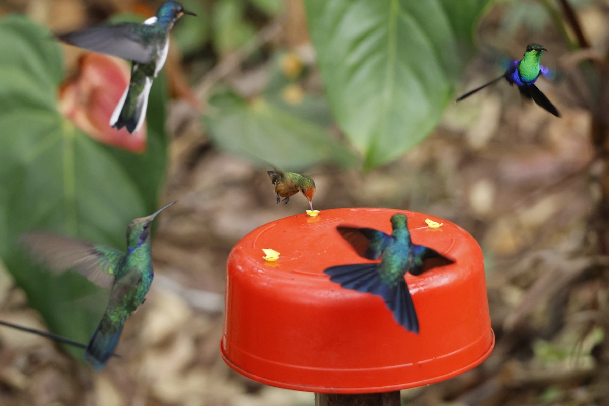 Rufous-crested Coquette - ML643423921