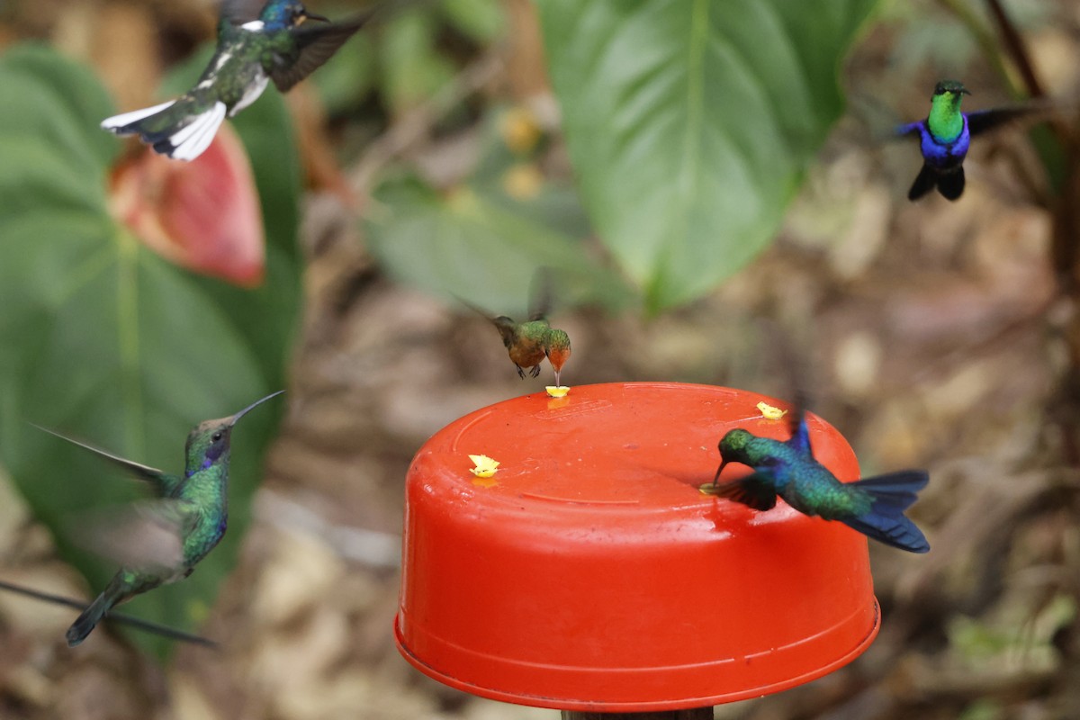 Rufous-crested Coquette - ML643423922
