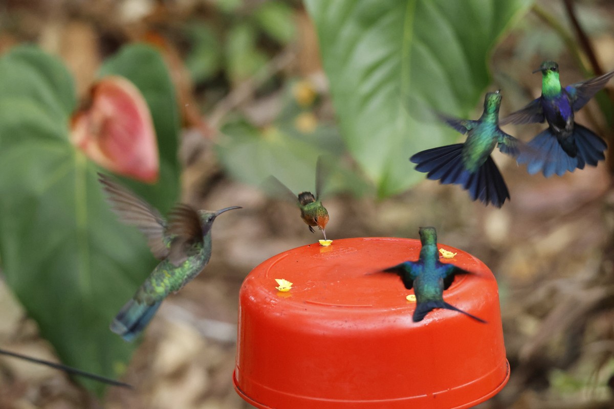 Rufous-crested Coquette - ML643423923
