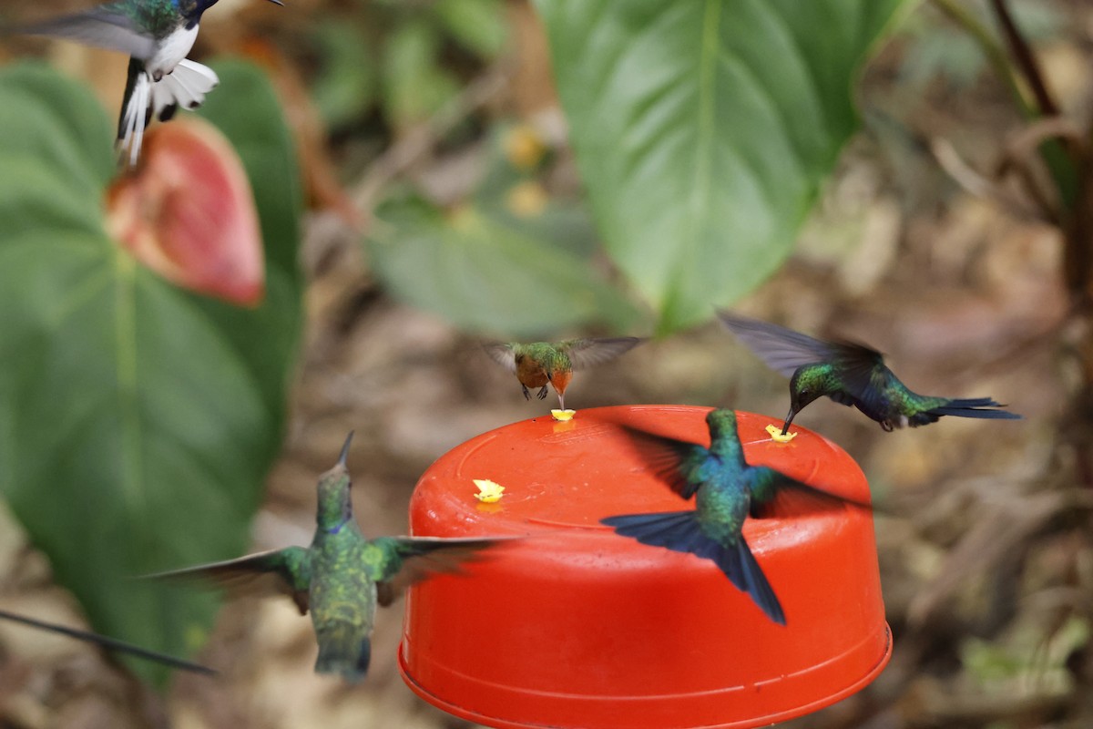 Rufous-crested Coquette - ML643423924