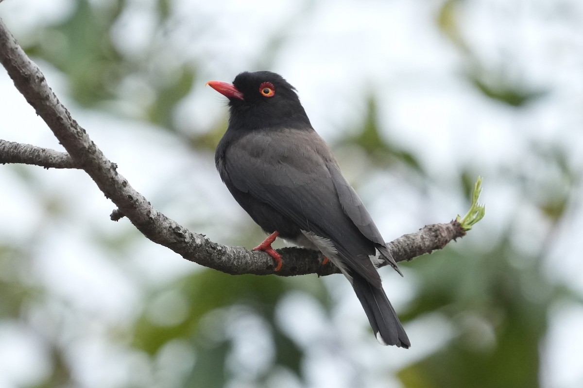 Retz's Helmetshrike - ML643424014