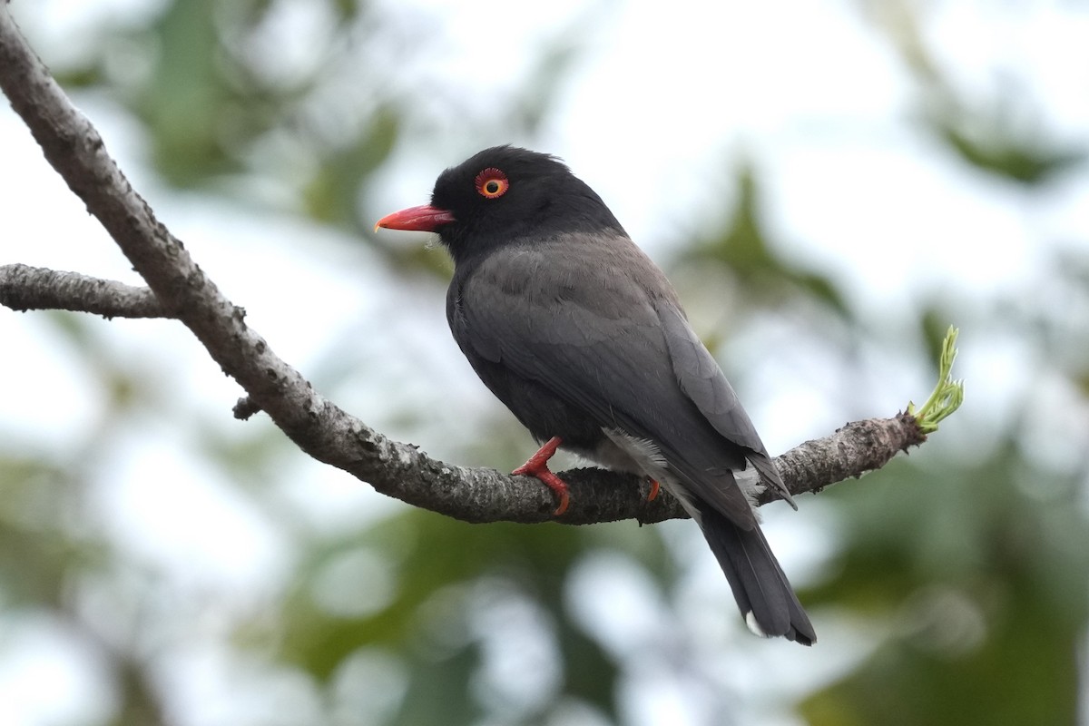 Retz's Helmetshrike - ML643424015