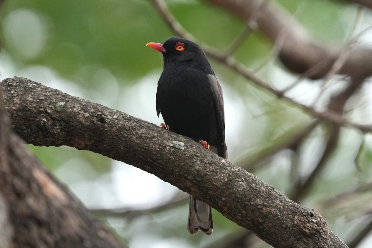 Retz's Helmetshrike - ML643424016
