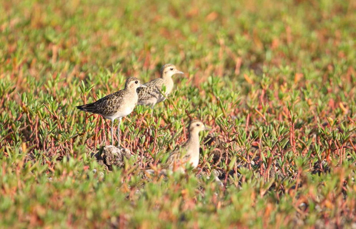 太平洋金斑鴴 - ML643424027