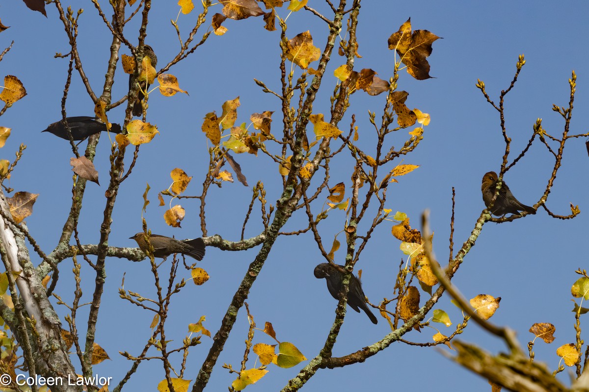 Rusty Blackbird - ML643424028