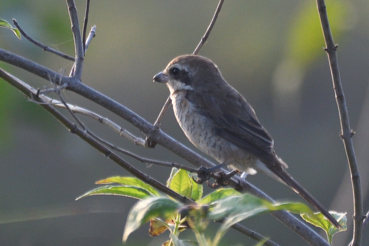 Pie-grièche brune - ML643424034