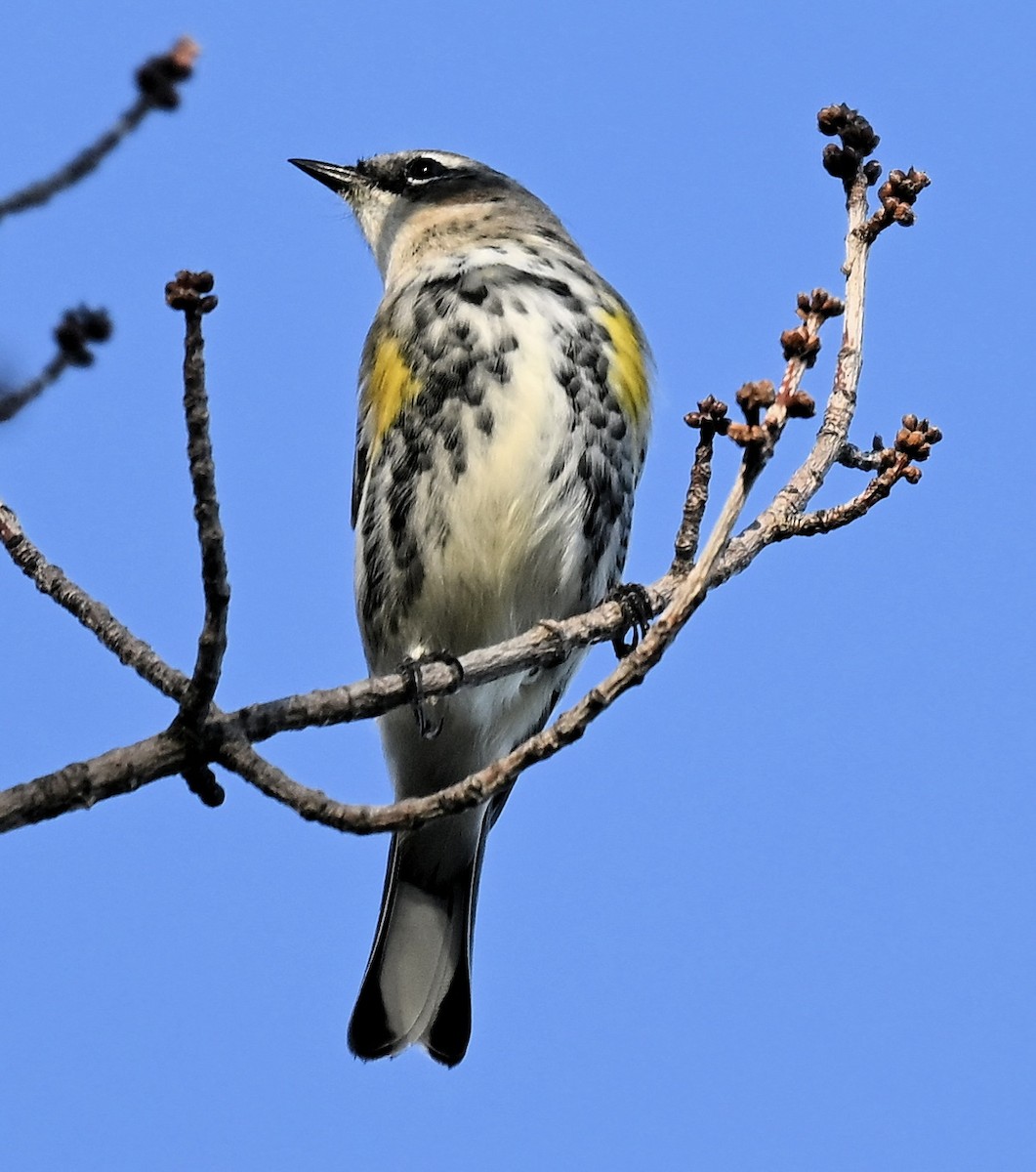 Yellow-rumped Warbler - ML643424072