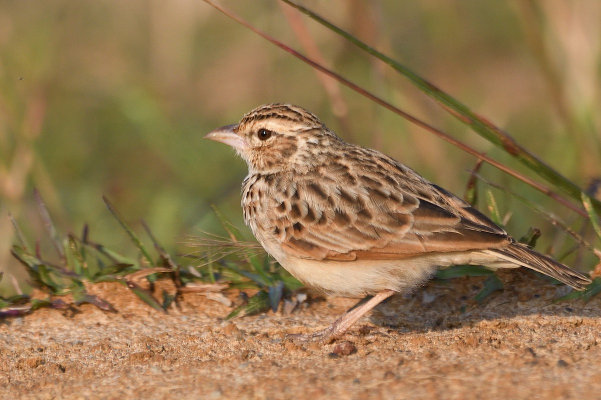 Indian Bushlark - ML643424073