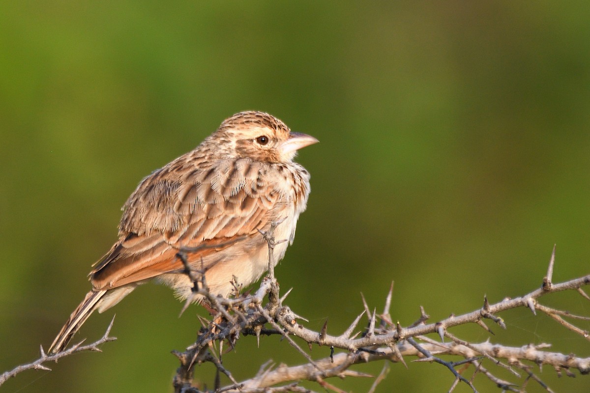 Indian Bushlark - ML643424075