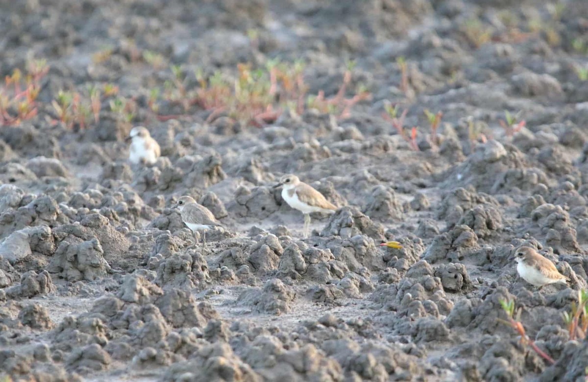 大杓鷸 - ML643424077