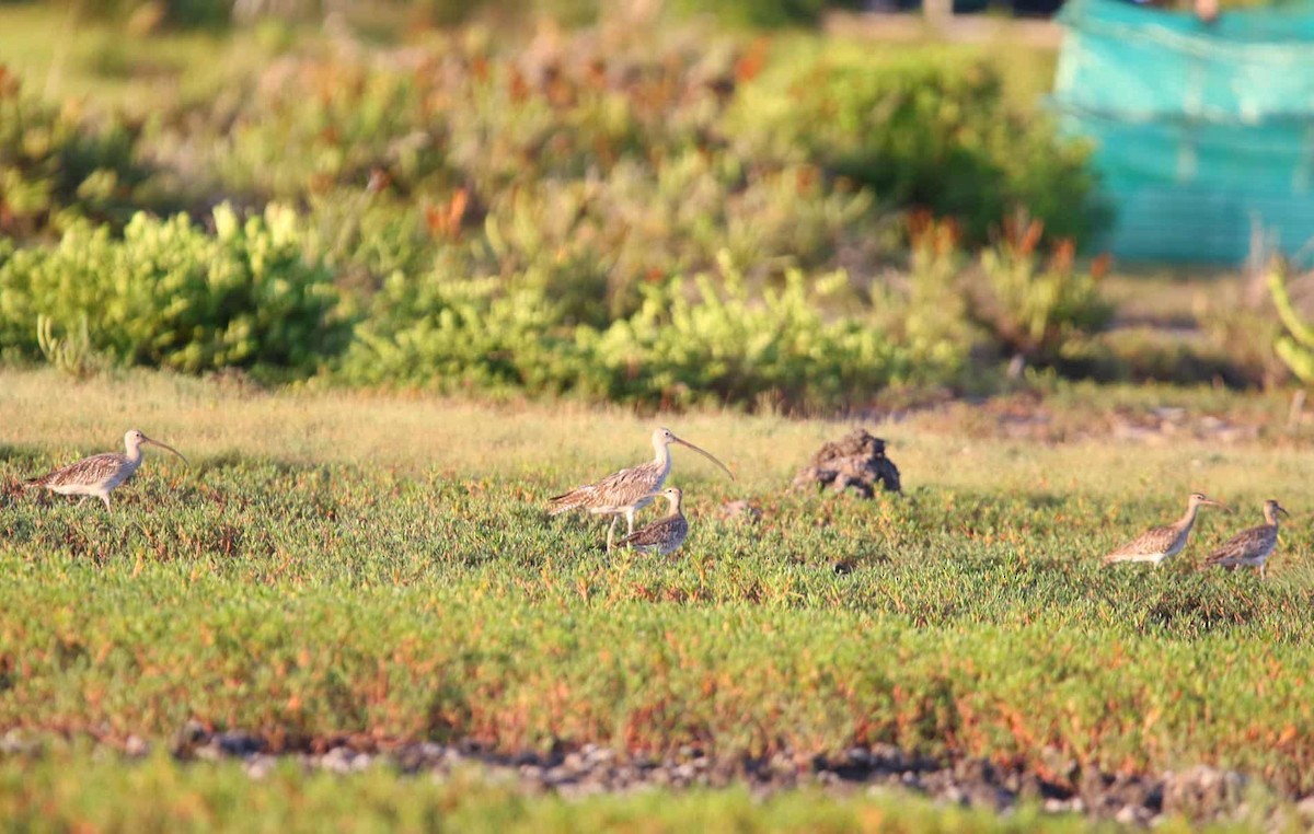 大杓鷸 - ML643424078