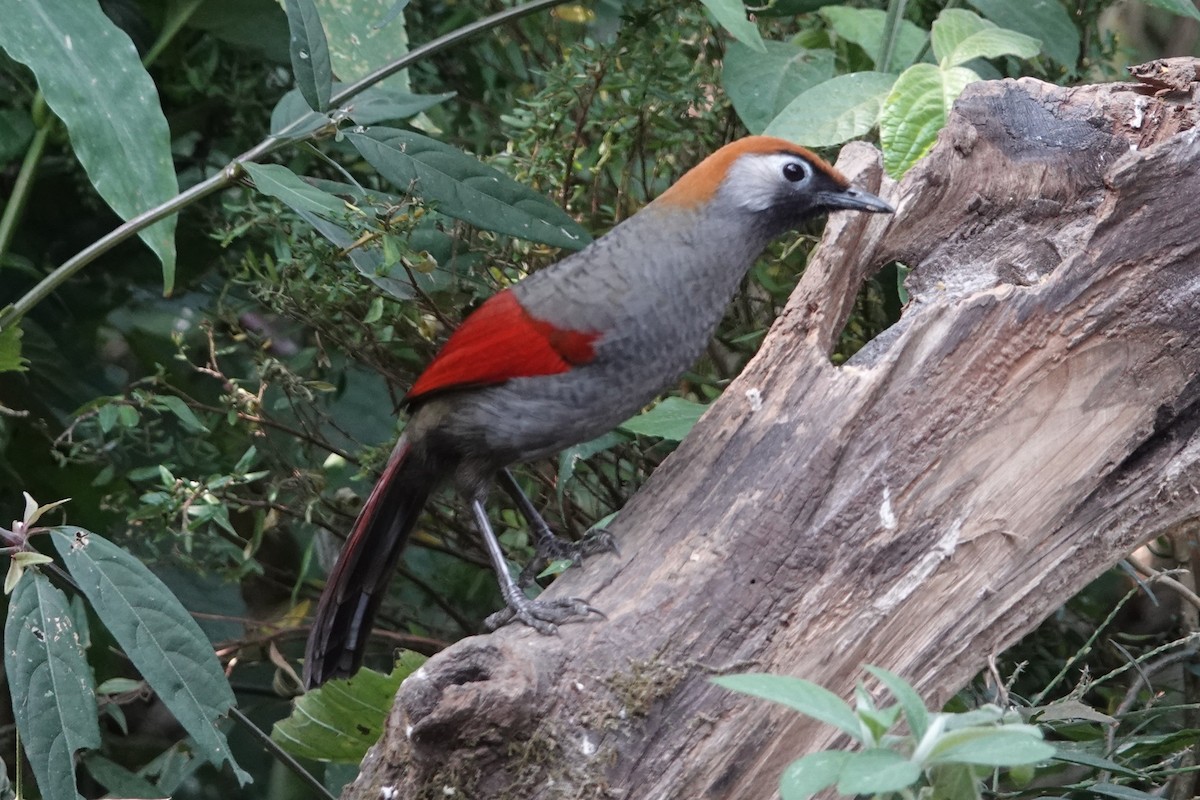 Red-tailed Laughingthrush - ML643424097