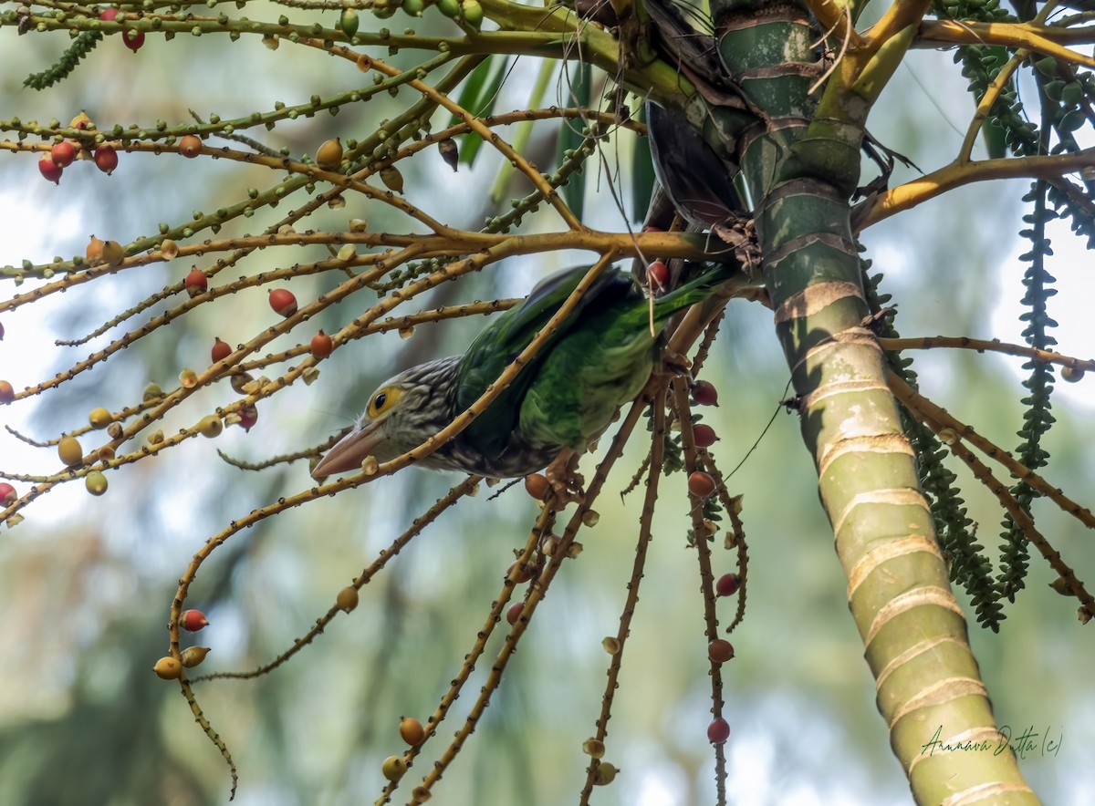 Lineated Barbet - ML643424105