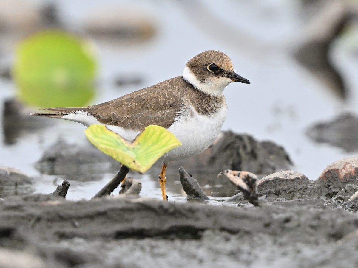 Little Ringed Plover - ML643424113