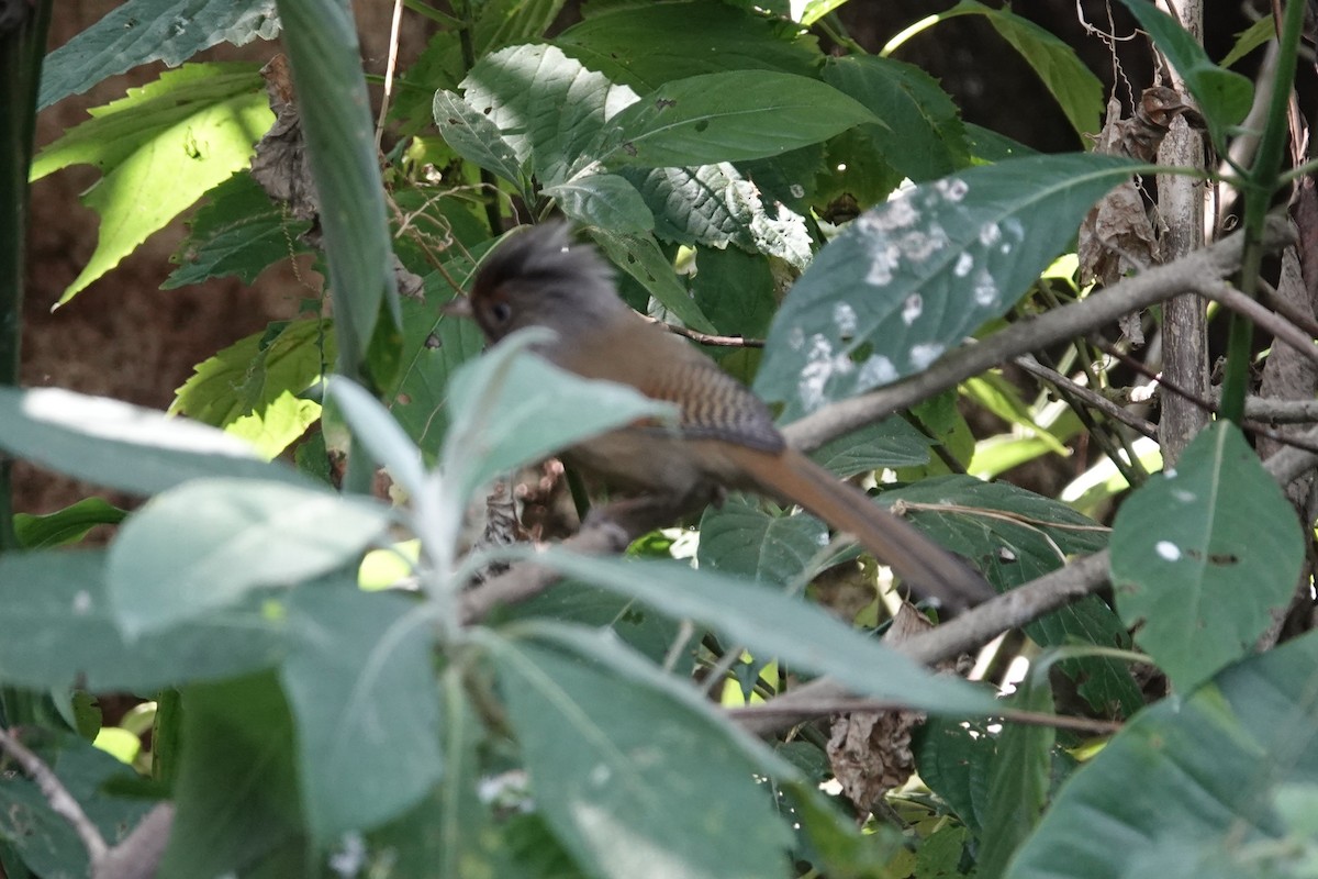 Rusty-fronted Barwing - ML643424135