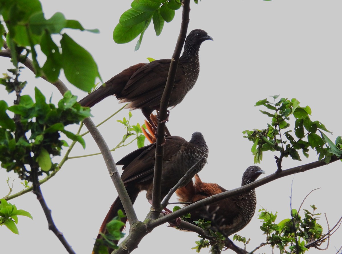 Speckled Chachalaca - ML643424147
